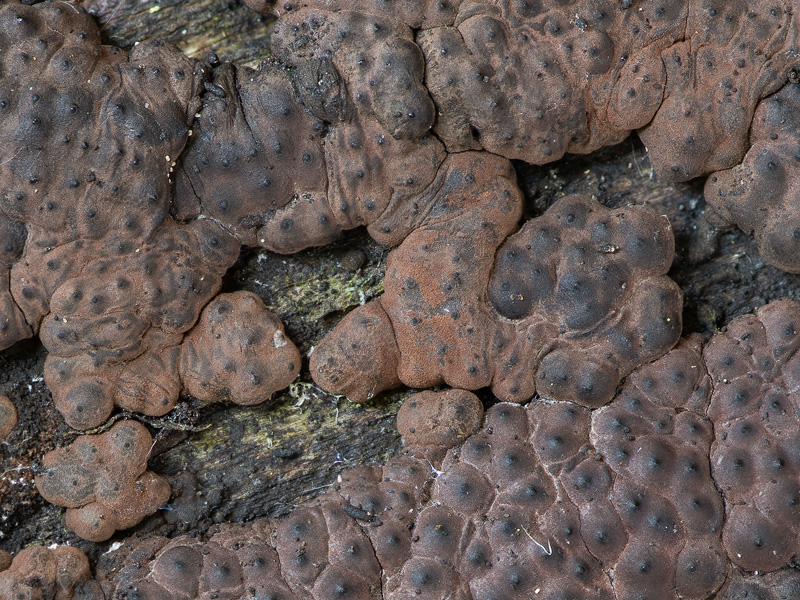 Hypoxylon multiforme